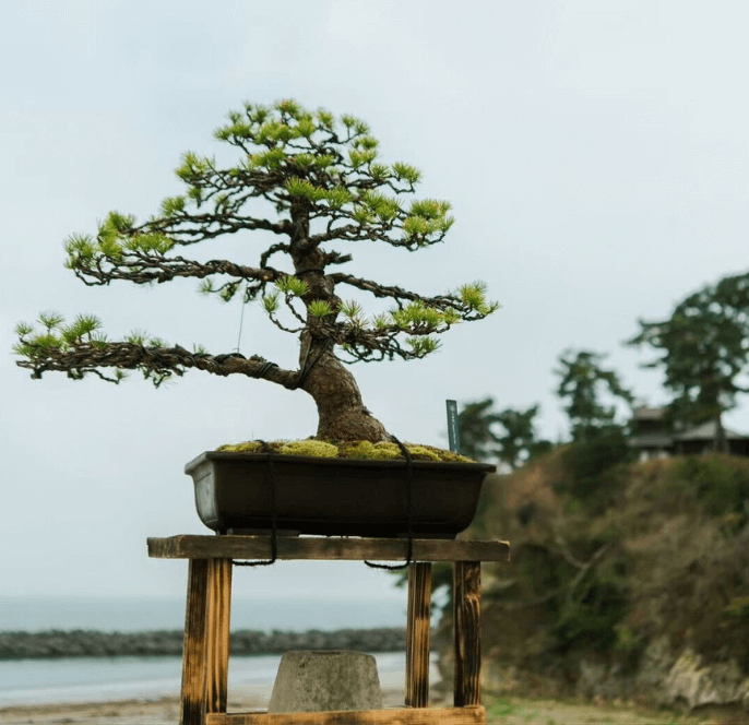 OF HOTEL LOCAL SESSION｜ OF BONSAI – Bonsai Exhibition at OF HOTEL –